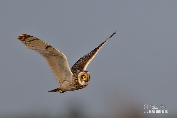 Sumpfohreule (Asio flammeus)