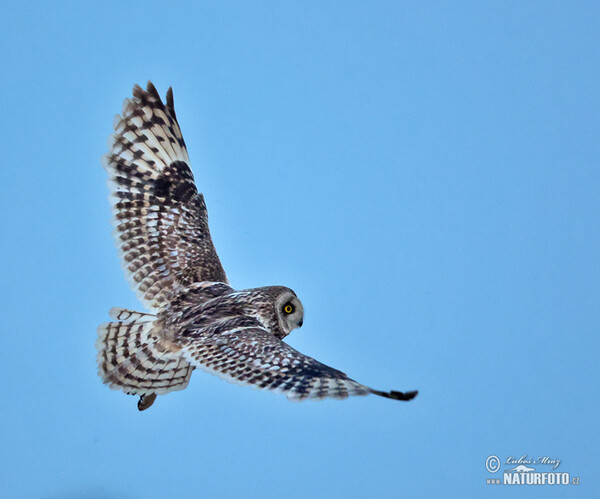 Sumpfohreule (Asio flammeus)