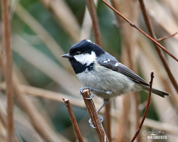 Tannenmeise (Periparus ater)