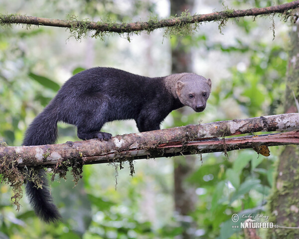 Tayra (Eira barbara)