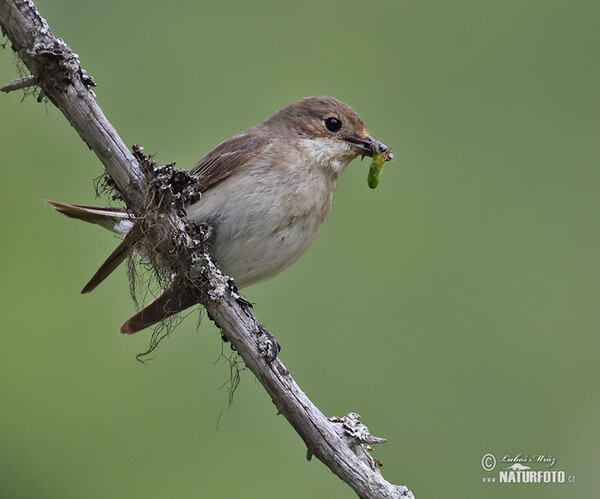 Trauerschnäpper (Ficedula hypoleuca)