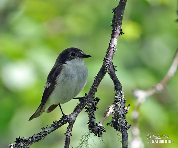 Trauerschnäpper (Ficedula hypoleuca)