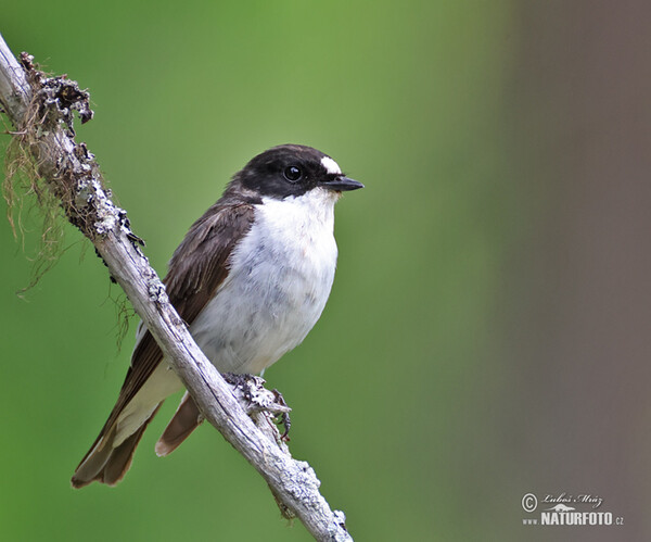 Trauerschnäpper (Ficedula hypoleuca)