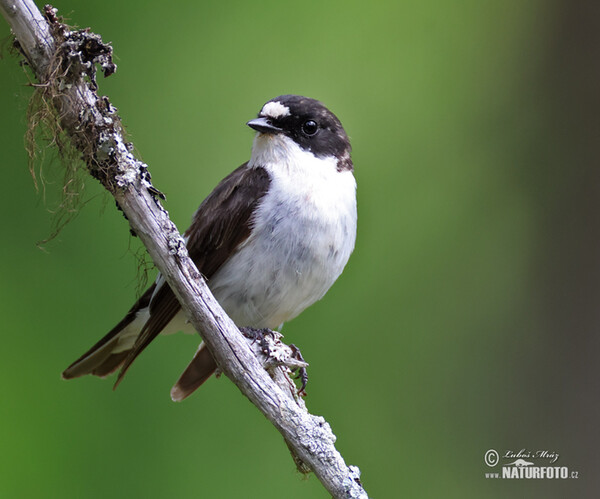 Trauerschnäpper (Ficedula hypoleuca)