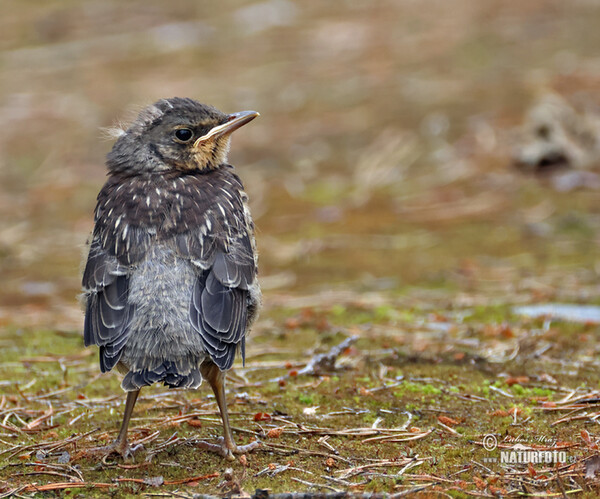 Wacholderdrossel (Turdus pilaris)