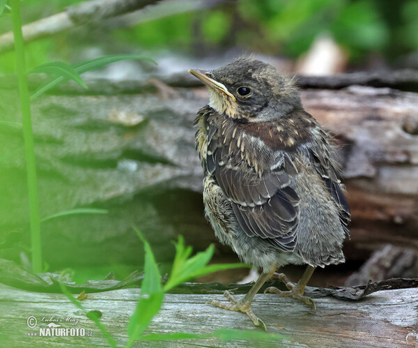 Wacholderdrossel (Turdus pilaris)