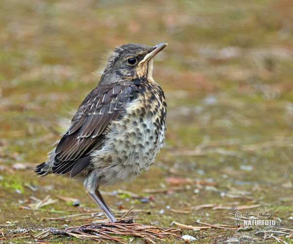 Wacholderdrossel (Turdus pilaris)