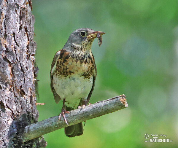 Wacholderdrossel (Turdus pilaris)