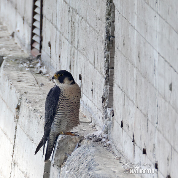 Wanderfalke (Falco peregrinus)