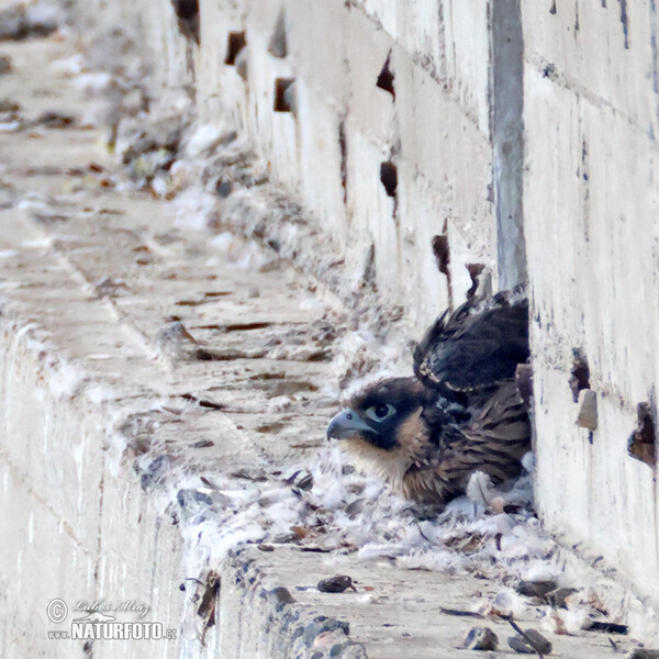 Wanderfalke (Falco peregrinus)