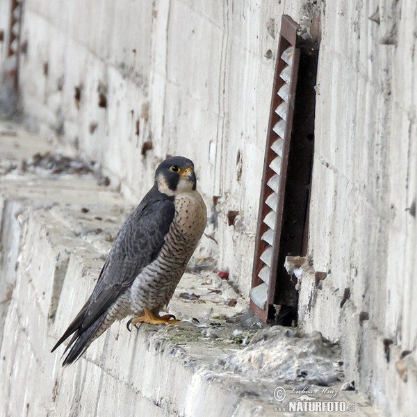 Wanderfalke (Falco peregrinus)