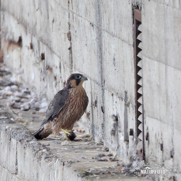 Wanderfalke (Falco peregrinus)