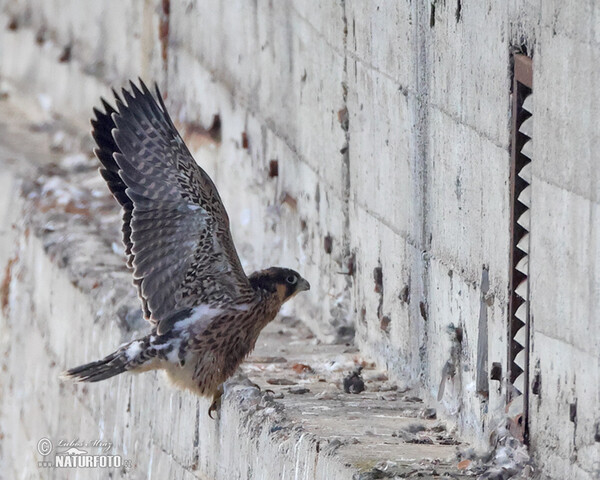 Wanderfalke (Falco peregrinus)