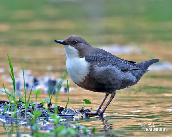 Wasseramsel (Cinclus cinclus)