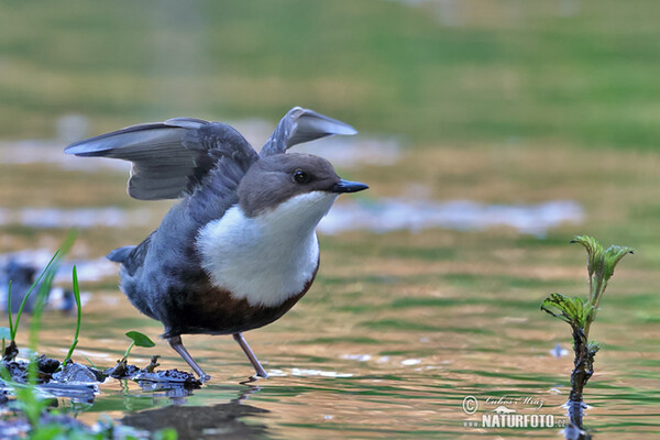 Wasseramsel (Cinclus cinclus)