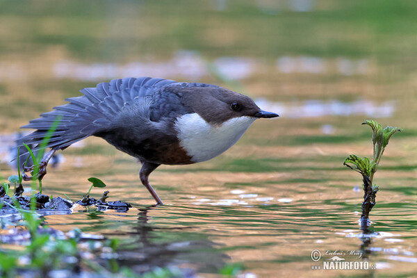 Wasseramsel (Cinclus cinclus)