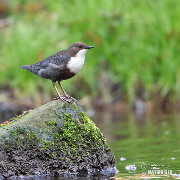 Wasseramsel (Cinclus cinclus)