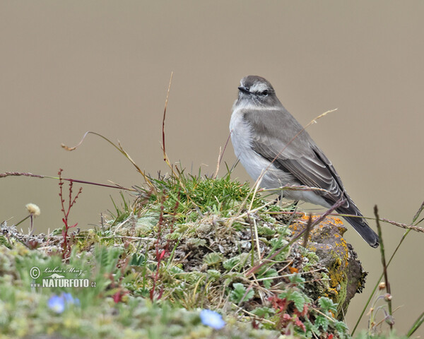 Weißbrauen-Grundtyrann (Muscisaxicola alpinus)