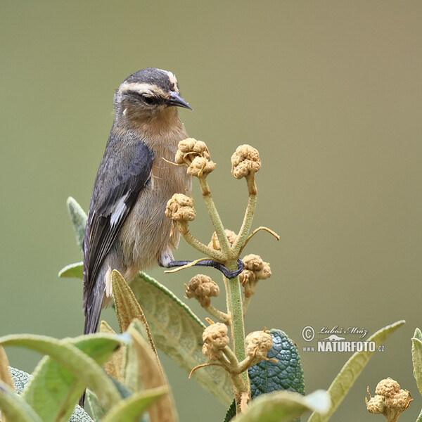 Weißstim-Spitzschnabel (Conirostrum cinereum)