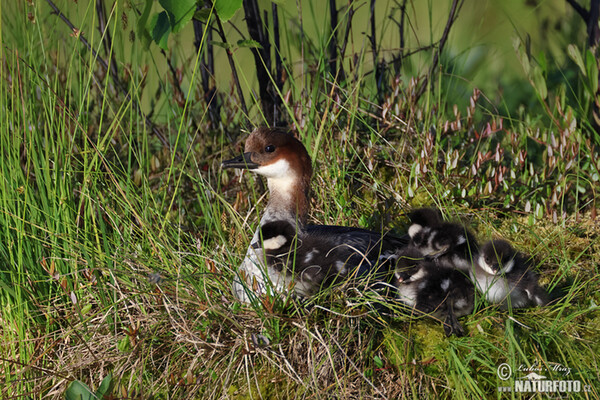 Zwergsäger (Mergus albellus)