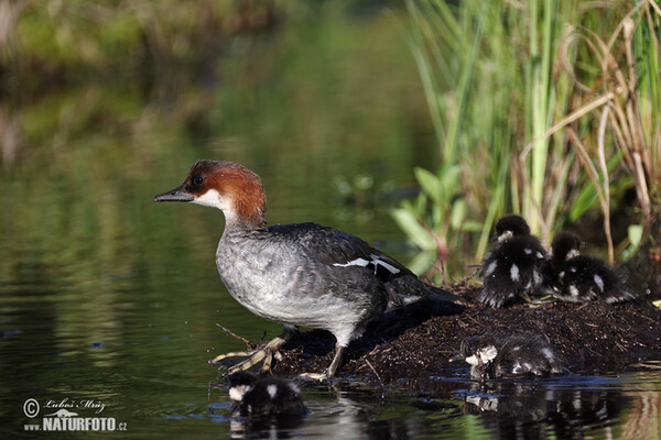 Zwergsäger (Mergus albellus)