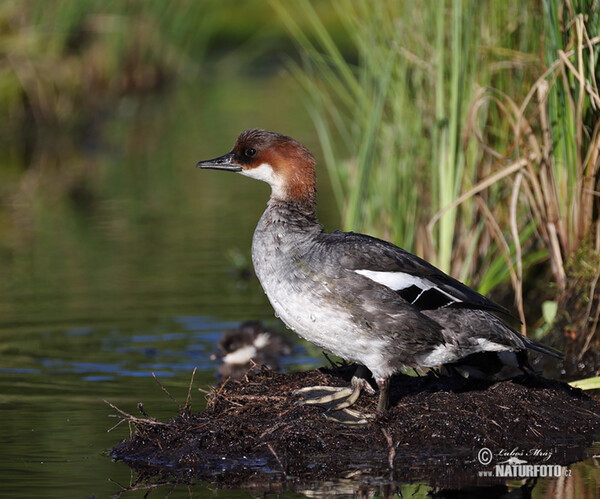 Zwergsäger (Mergus albellus)