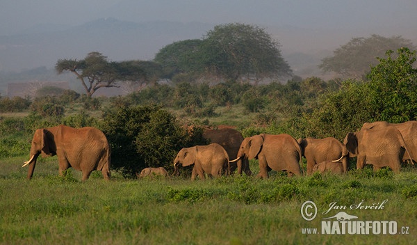 Afrikanischer Elefant (Loxodonta africana)