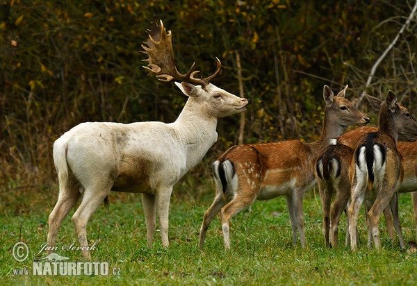 Damhirsch (Dama dama)