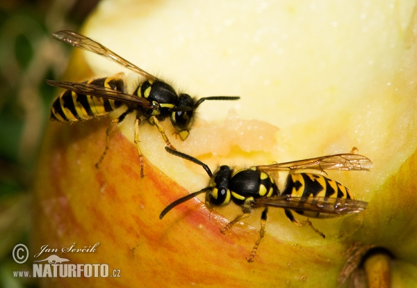 Gemeine Wespe (Vespula vulgaris)