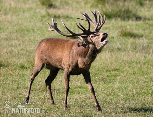 Rothirsch (Cervus elaphus)