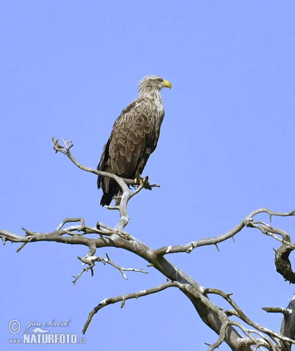 See Adler (Haliaeetus albicilla)