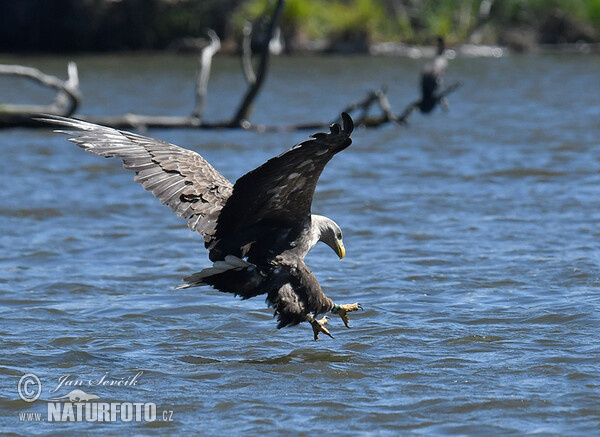 See Adler (Haliaeetus albicilla)