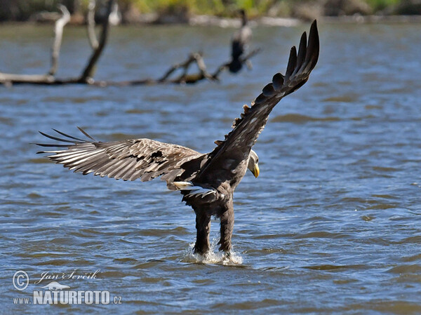 See Adler (Haliaeetus albicilla)