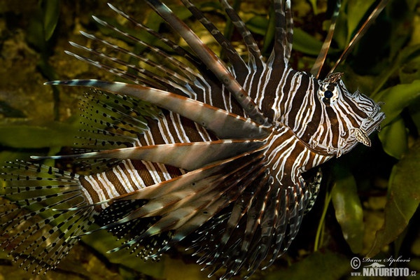 Pazifischer Rotfeuerfisch (Pterois volitans)