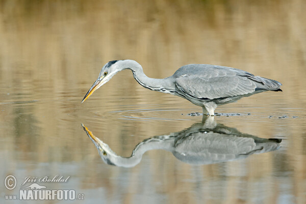 Fischreiher (Ardea cinerea)