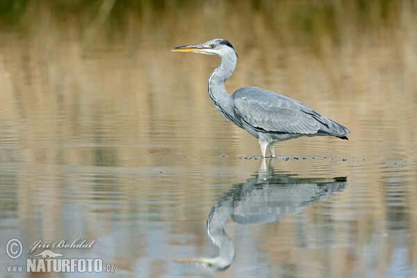 Fischreiher (Ardea cinerea)