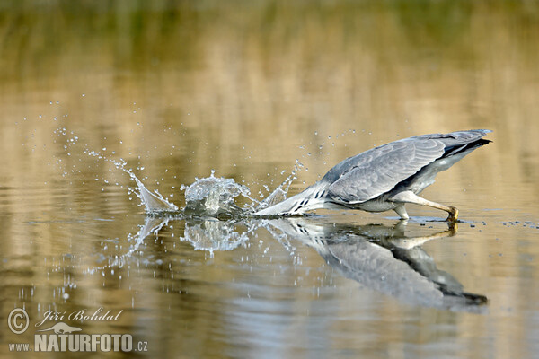 Fischreiher (Ardea cinerea)