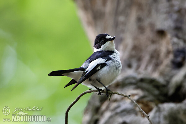 Halsbandschnäpper (Ficedula albicollis)