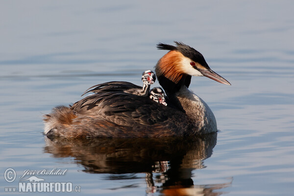 Haubentaucher (Podiceps cristatus)