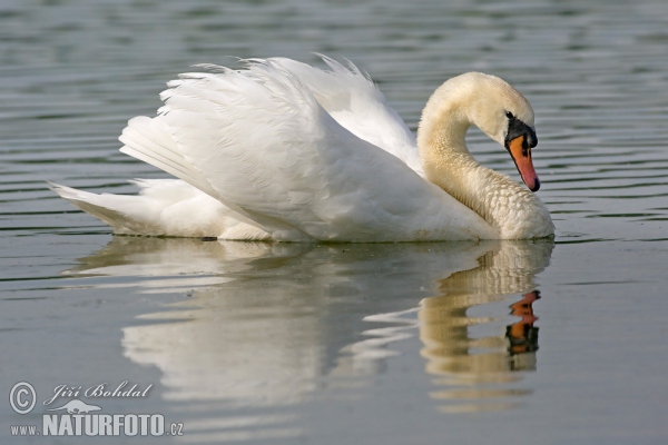 Höckerschwan (Cygnus olor)