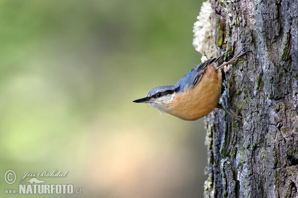 Kleiber (Sitta europaea)