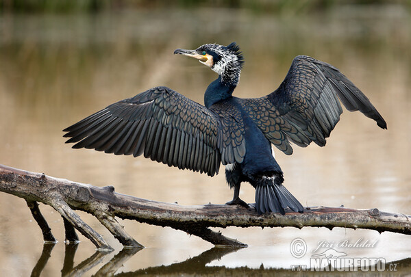 Kormoran (Phalacrocorax carbo)