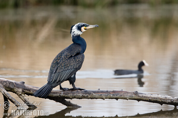 Kormoran (Phalacrocorax carbo)