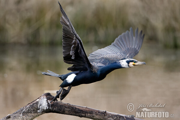 Kormoran (Phalacrocorax carbo)