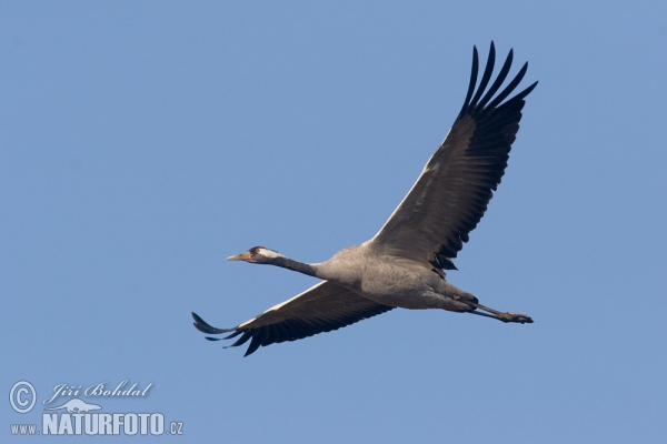 Kranich (Grus grus)