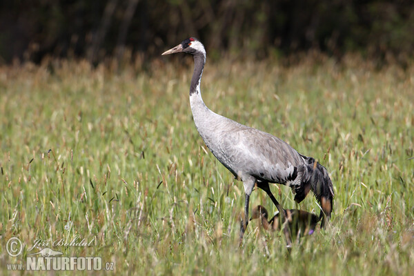 Kranich (Grus grus)