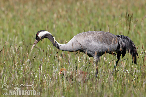 Kranich (Grus grus)