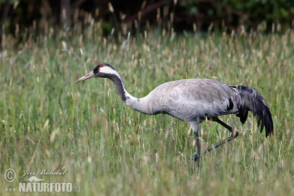 Kranich (Grus grus)