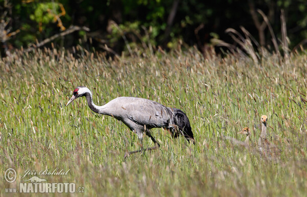 Kranich (Grus grus)