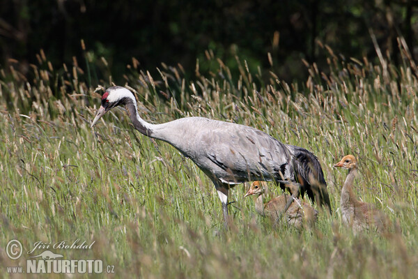 Kranich (Grus grus)